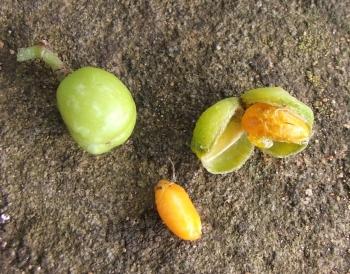 Maytenus oleoides fruit and seed