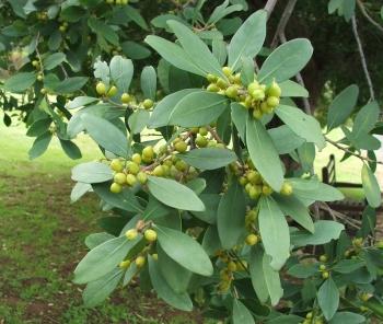 Maytenus oleoides in fruit