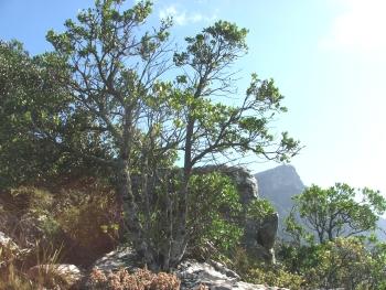 Maytenus oleoides growing on the slopes of Table Mountain