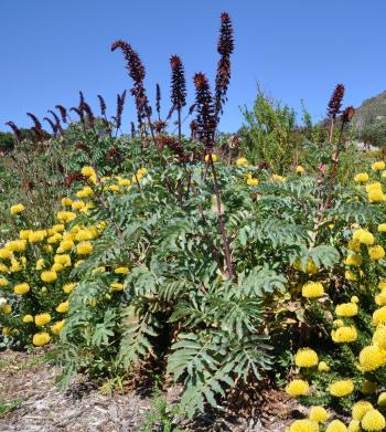 Image of Melianthus major plant in summer