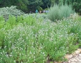 Bed of mint in the Kirstenbosch Useful Plants garden.