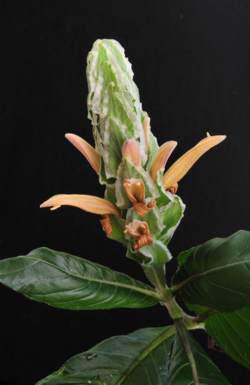 Flower spike and leaves © Tony Dold