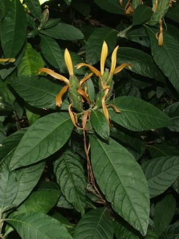 Leaves and flowers