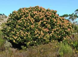 Mimetes fimbriifolius shrub