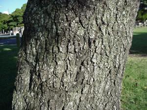 Mimusops obovata bark.  Image Geoff Nichols