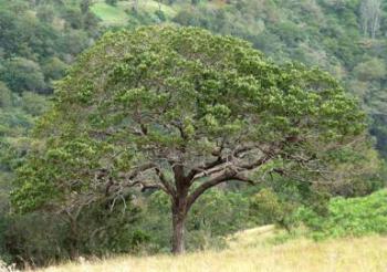 Tree growing in habitat. Image Geoff Nichols