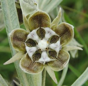 Close up of flower