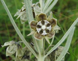 Miraglossum davyi