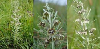 Growing in habitat