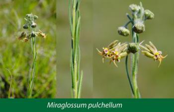 Miraglossum pulchellum