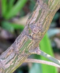 Mitriostigma axillare branch