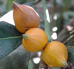 Mitriostigma axillare fruits