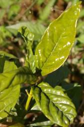 Mitriostigma axillare leaves