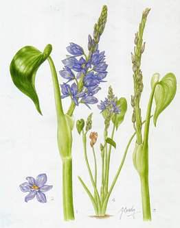 Monochoria africana as painted by Gill Condy in Flowering Plants of Africa. Copyright Gill Condy