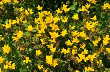 Monopsis lutea flowers