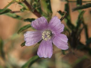 Monsonia angustifolia.  Flower