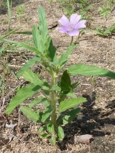 Monsonia angustifolia