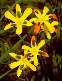 Moraea elegans