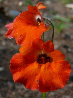 Close-up of flowers