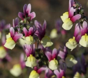 Nemesia suaveolens