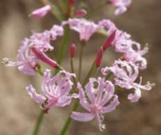 Flowerhead