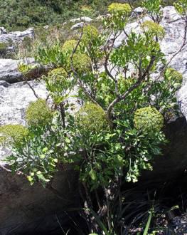 Notobubon galbanum shrub