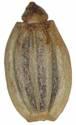 Notobubon galbanum fruit