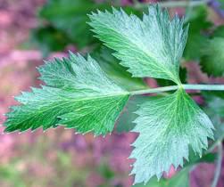 Notobubon galbanum leaves