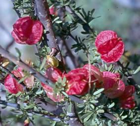 Close-up showing leaves and bright seedheads