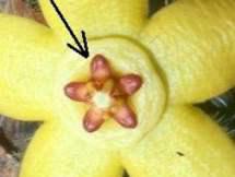 Shows annulus,central raised disc