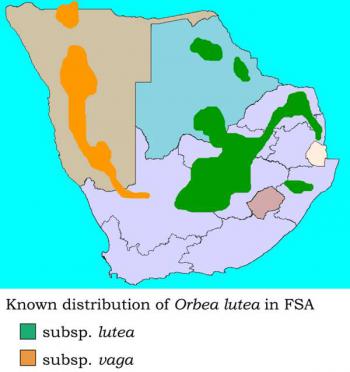 Distribution map Orbea lutea subspp.
