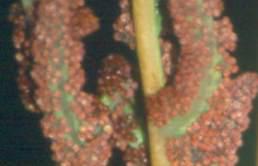 Close-up of fertile pinnules. Photo A Klopper