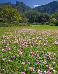 Oxalis purpurea growing at Kirstenbosch