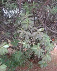 Ozoroa obovata foliage