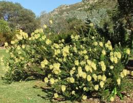 Paranomus reflexus shrubs