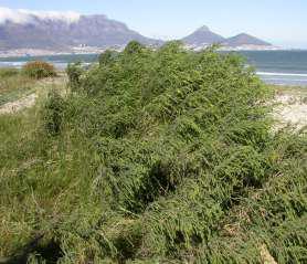 Passerina ericoides growing near Cape Town