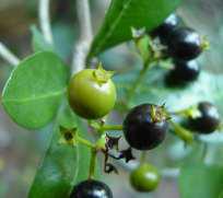 Fruits. Image Geoff Nichols