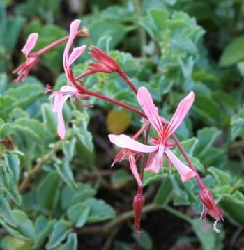 Pelargonium acetosum