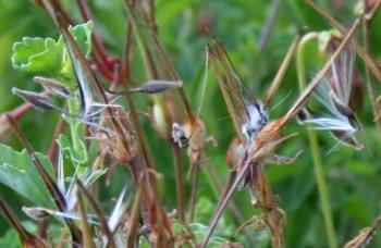 Pelargonium acetosum, seeds.