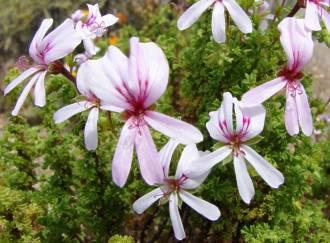 Pelargonium crispum