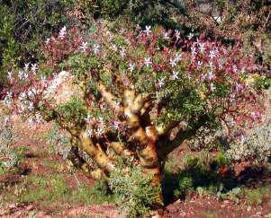 ペラルゴニウム　Pelargonium crithmifolium Pelargonium crithmifolium