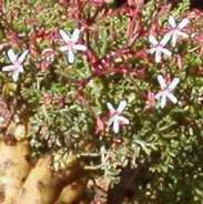 Pelargonium crithmifolium | PlantZAfrica