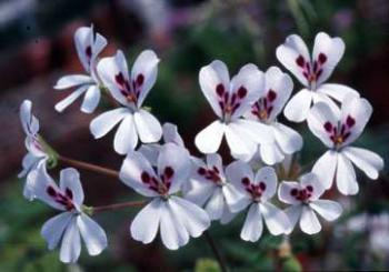 Pelargonium echinatum