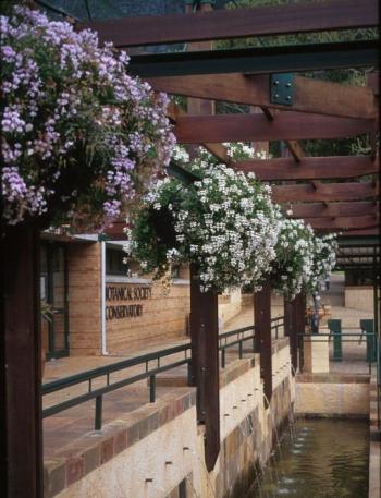 Pelargonium peltatum in hanging baskets at Kirstenbosch NBG.