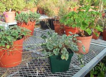 Pot of P. sidoides in foreground