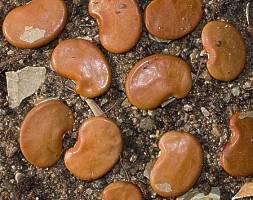 Philenoptera violacea seeds