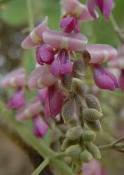 Philenoptera violacea flowers