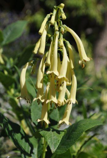 Phygelius aequalis 'Yellow Trumpets'. (Photo Alice Notten)