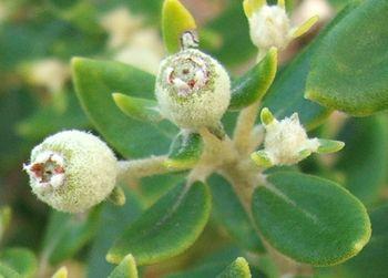 Phylica buxifolia, fruits. (Alice Notten)