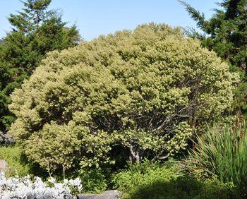 Phylica buxifolia, growing in Kirstenbosch NBG. (Alice Notten)